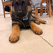 Bloue a rejoint le concours — aidez-le/la à gagner de superbes lots ! puppy, german_shepherd, dog, indoor, floor, tile, harness, black_harness, pet, animal, cute, young_dog, lying_down, wooden_chair, table, legs, brown_paw, closeup, domestic_dog, pet_accessory