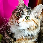 Sadie joined the competition — help win amazing prizes! cat, close_up, green_eyes, whiskers, fur, portrait, indoor, pet, animal, cute, tabby, fluffy, mammal, pink_background, looking_away, alert, domestic_cat, face, feline, soft