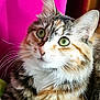 cat, close_up, green_eyes, whiskers, fur, portrait, indoor, pet, animal, cute, tabby, fluffy, mammal, pink_background, looking_away, alert, domestic_cat, face, feline, soft