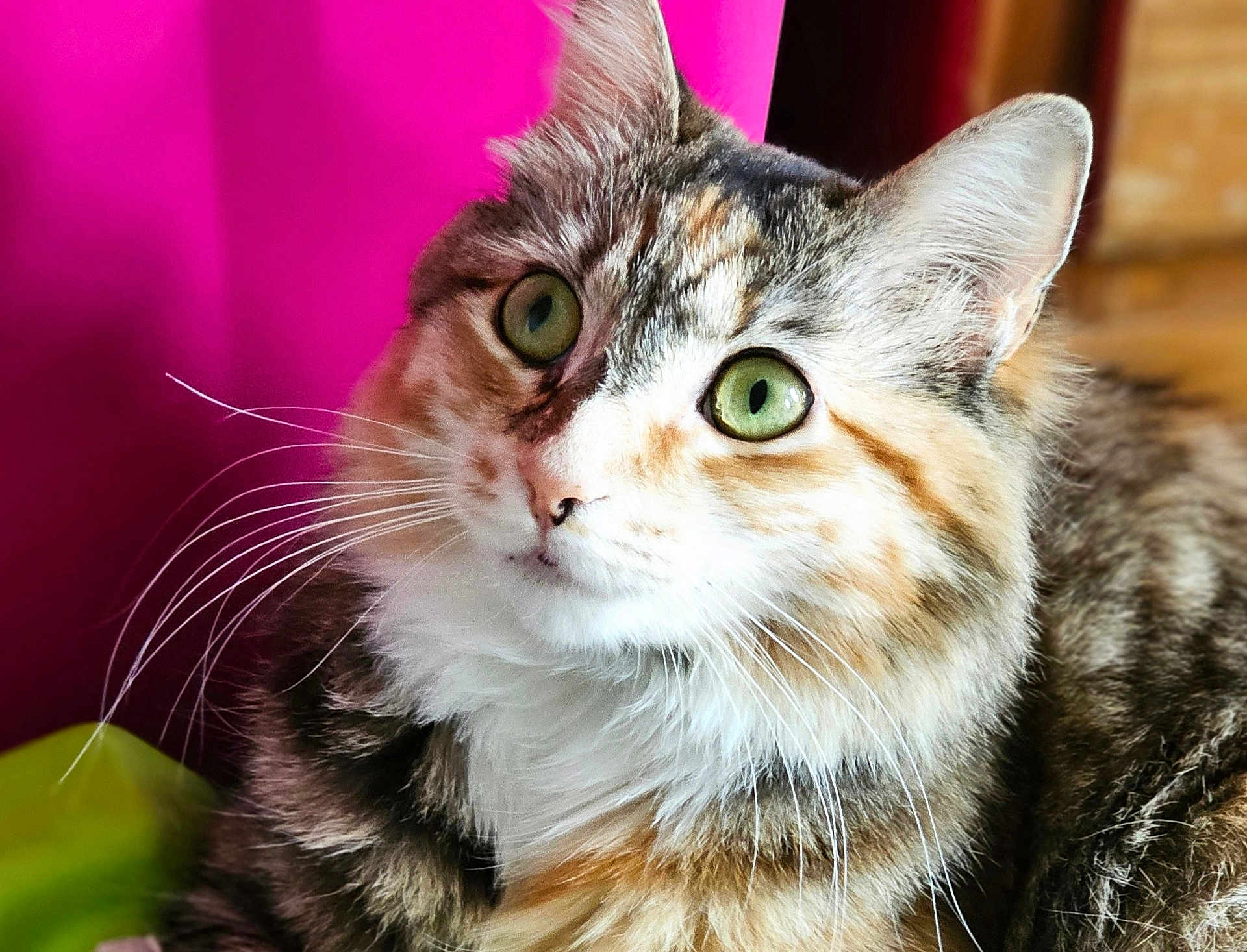 Sadie