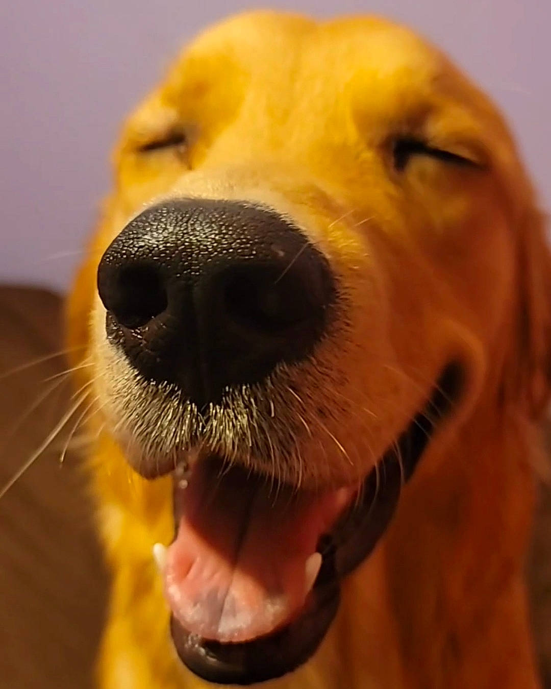 Oliver joined the competition — help win amazing prizes! canidae, carnivore, companion_dog, dog, dog_breed, ear, eye, fawn, happy, head, jaw, mammal, nose, personal_protective_equipment, smile, snout, sporting_group, vertebrate, whiskers, working_animal