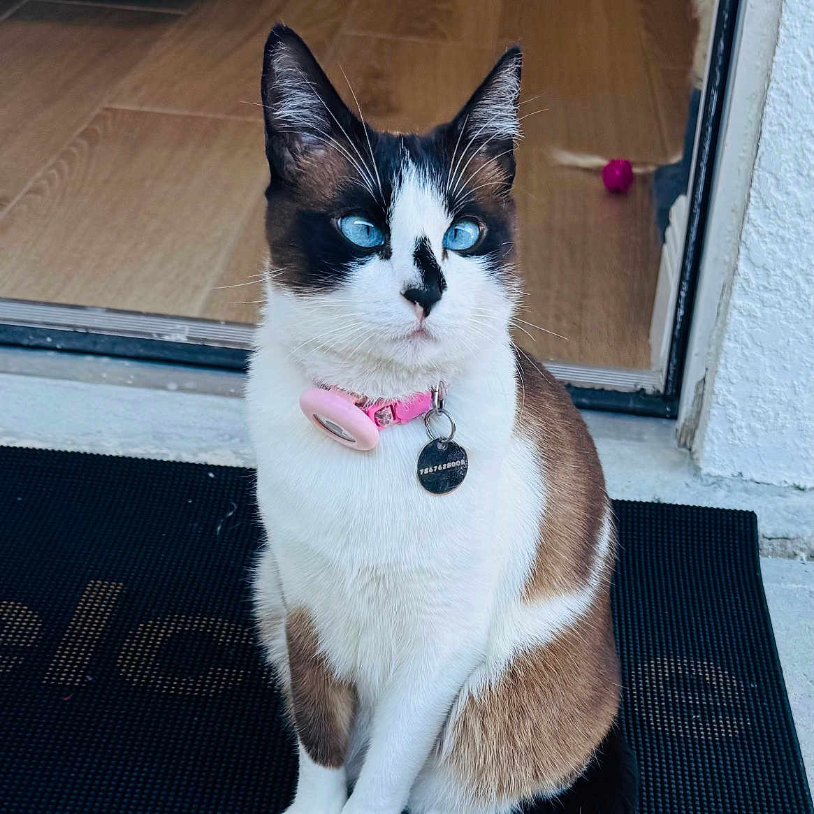 Maggie joined the competition — help win amazing prizes! animal, black_and_white_fur, blue_eyes, cat, curious, domestic, doorway, fur, home, indoor, mat, pet, pink_collar, portrait, relaxed, sitting, tag, tail, whiskers, wooden_floor