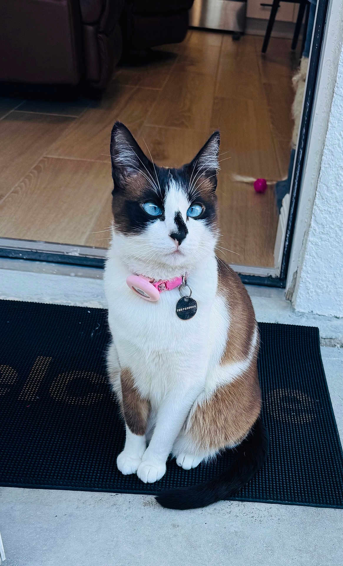 Maggie joined the competition — help win amazing prizes! cat, blue_eyes, pink_collar, sitting, indoor, doorway, mat, fur, pet, animal, whiskers, tail, wooden_floor, home, domestic, black_and_white_fur, tag, curious, portrait, relaxed