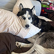 Atlas joined the competition — help win amazing prizes! bed, blanket, blue_eyes, canine, cozy, dog, fur, home, husky, indoor, looking_at_camera, nose, paw, pet, pillow, portrait, resting, siberian_husky, tail, whiskers