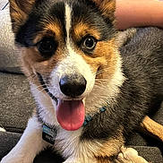 Crusher is registered to the contest to win money with this photo: dog, corgi, pet, animal, tongue_out, happy, smiling, ears, fur, collar, tag, couch, person, hand, controller, gaming, indoor, relaxed, close_up, cute