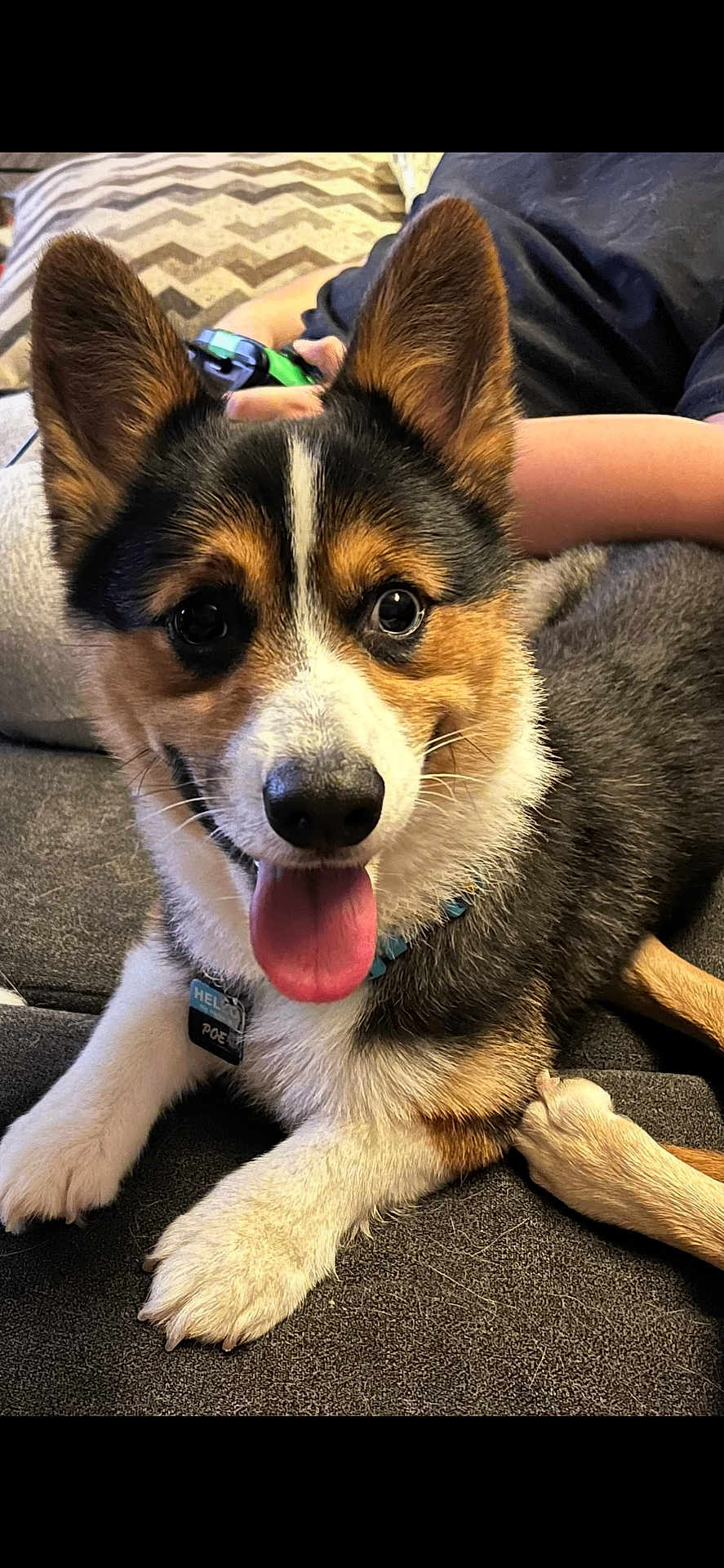 Crusher is registered to the contest to win money with this photo: dog, corgi, pet, animal, tongue_out, happy, smiling, ears, fur, collar, tag, couch, person, hand, controller, gaming, indoor, relaxed, close_up, cute