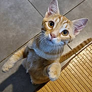 Edgar a rejoint le concours — aidez-le/la à gagner de superbes lots ! cat, ginger_cat, tabby, pet, curious, standing, whiskers, ears, floor, tile_floor, wooden_mat, indoor, cute, animal, feline, closeup, looking_up, paw, tail, domestic_cat
