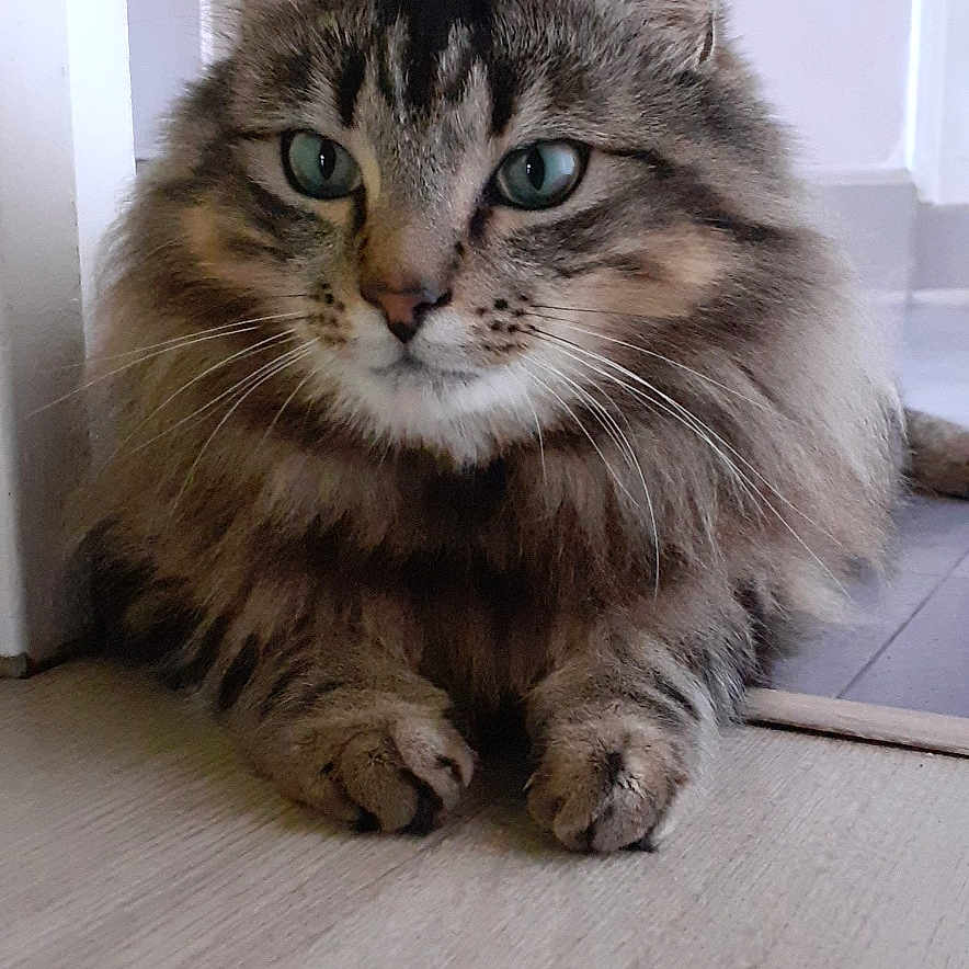 Mouky a rejoint le concours — aidez-le/la à gagner de superbes lots ! animal, cat, closeup, cute, domestic, ears, feline, floor, fluffy, fur, green_eyes, indoor, looking, mammal, paws, pet, portrait, resting, tabby, whiskers