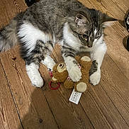 Altesse participe au concours pour gagner de l'argent avec cette photo : animal, cat, curious, cute, domestic_cat, flooring, fur, household, indoor, mammal, paw, pet, playful, resting, tabby_cat, teddy_bear, toy, whiskers, wooden_floor, young_cat