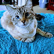 Sassy joined the competition — help win amazing prizes! cat, blue_eyes, fur, whiskers, pet, indoor, shaggy_rug, blue_rug, animal, feline, cute, relaxed, looking_up, domestic_cat, soft_texture, closeup, mammal, resting, cozy, home