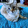 cat, blue_eyes, fur, whiskers, pet, indoor, shaggy_rug, blue_rug, animal, feline, cute, relaxed, looking_up, domestic_cat, soft_texture, closeup, mammal, resting, cozy, home