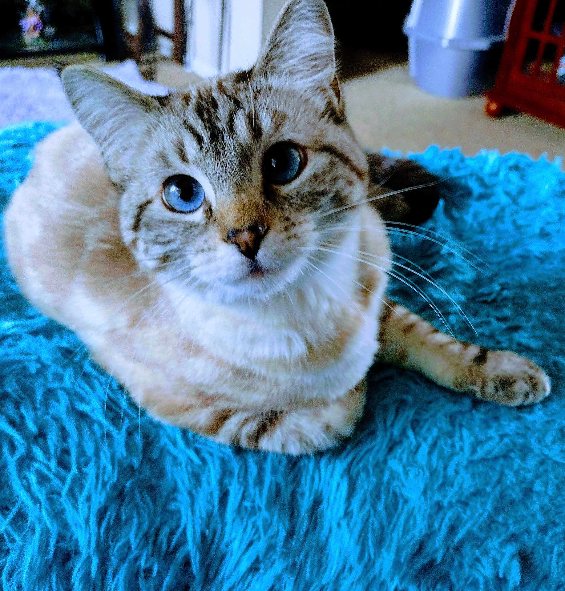 Sassy joined the competition — help win amazing prizes! cat, blue_eyes, fur, whiskers, pet, indoor, shaggy_rug, blue_rug, animal, feline, cute, relaxed, looking_up, domestic_cat, soft_texture, closeup, mammal, resting, cozy, home