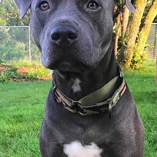 Bella