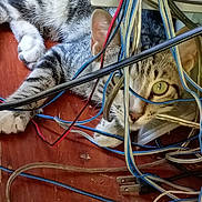 Figo joined the competition — help win amazing prizes! animal, cables, cat, claws, closeup, curious, ears, electrical, eyes, floor, gray, indoor, messy, pets, plug, striped, tabby, technology, white, wires