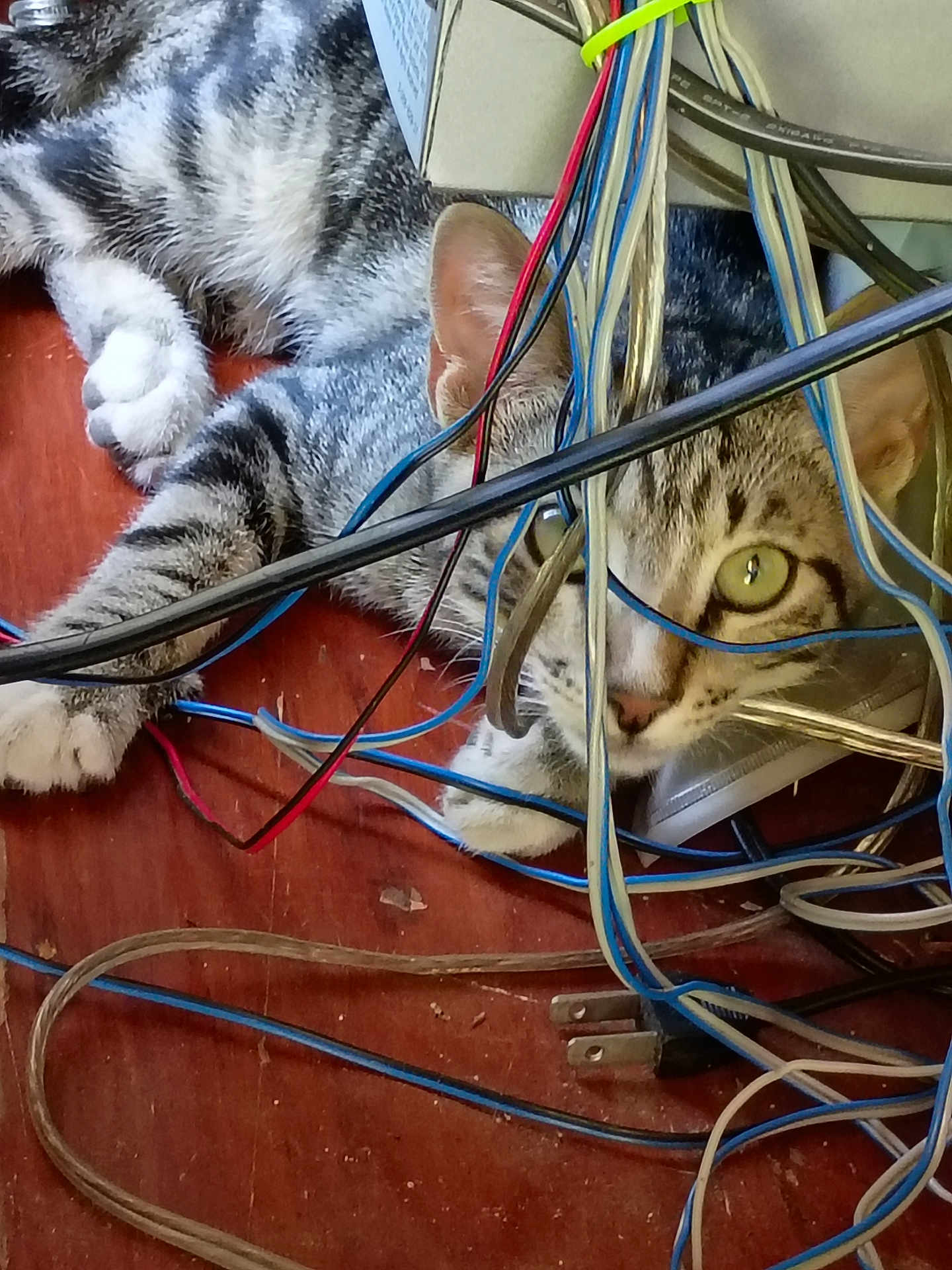 Figo joined the competition — help win amazing prizes! animal, cables, cat, claws, closeup, curious, ears, electrical, eyes, floor, gray, indoor, messy, pets, plug, striped, tabby, technology, white, wires