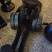 Shadow is registered to the contest to win money with this photo: black_cat, cat, stretching, carpet, dumbbell, foot, sock, indoor, pet, feline, exercise_equipment, paw, animal, resting, yellow_eyes, fur, whiskers, home, playful, cute