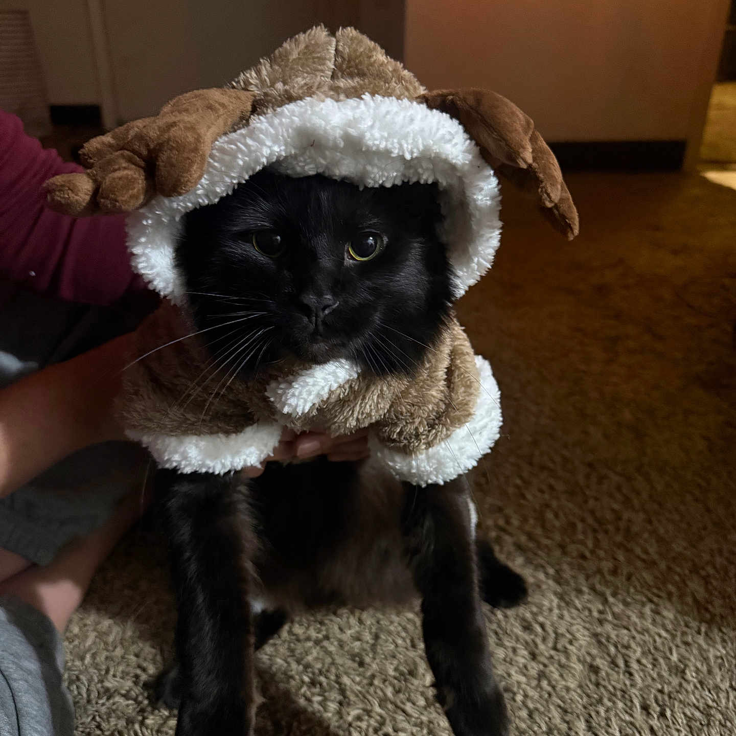 Shadow is registered to the contest to win money with this photo: cat, black_cat, costume, reindeer_costume, plush, indoor, carpet, pet, animal, cute, furry, face, ears, person, hand, warm_lighting, cozy, holiday, festive, sitting