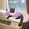 cat, black_cat, yellow_eyes, purple_cape, window, air_conditioner, pet_bed, indoor, sunlight, fluffy_bed, curtain, bicycle, feline, resting, cozy, domestic_animal, window_blinds, fur, tail, houseplant