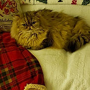 Hanki is registered to the contest to win money with this photo: cat, fluffy, bed, blanket, red_plaid, holiday, pillow, cozy, fur, resting, indoor, pet, cute, animal, relaxed, christmas, decor, feline, warm, comfortable