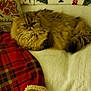 cat, fluffy, bed, blanket, red_plaid, holiday, pillow, cozy, fur, resting, indoor, pet, cute, animal, relaxed, christmas, decor, feline, warm, comfortable