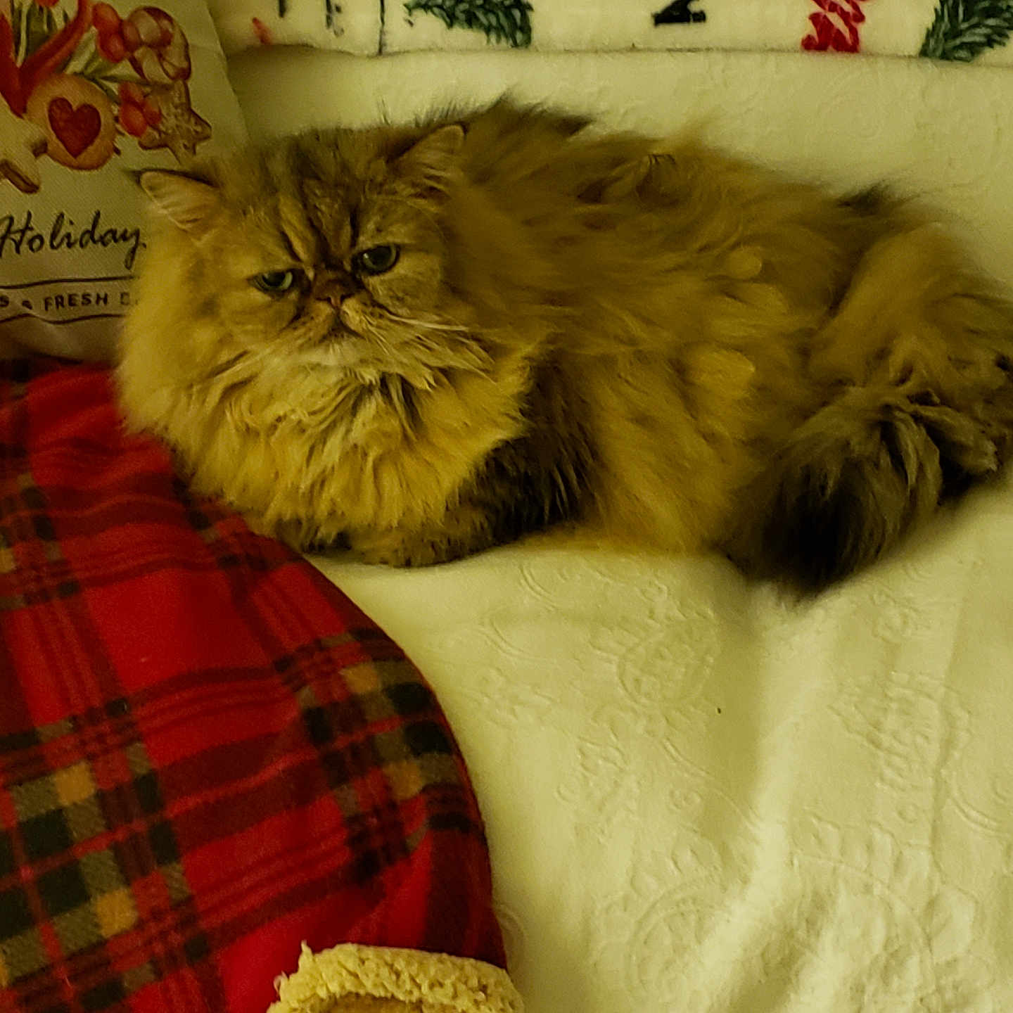 Hanki is registered to the contest to win money with this photo: animal, bed, blanket, cat, christmas, comfortable, cozy, cute, decor, feline, fluffy, fur, holiday, indoor, pet, pillow, red_plaid, relaxed, resting, warm