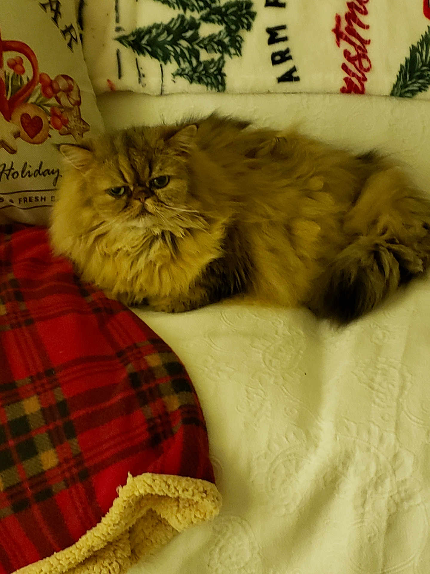 Hanki is registered to the contest to win money with this photo: cat, fluffy, bed, blanket, red_plaid, holiday, pillow, cozy, fur, resting, indoor, pet, cute, animal, relaxed, christmas, decor, feline, warm, comfortable