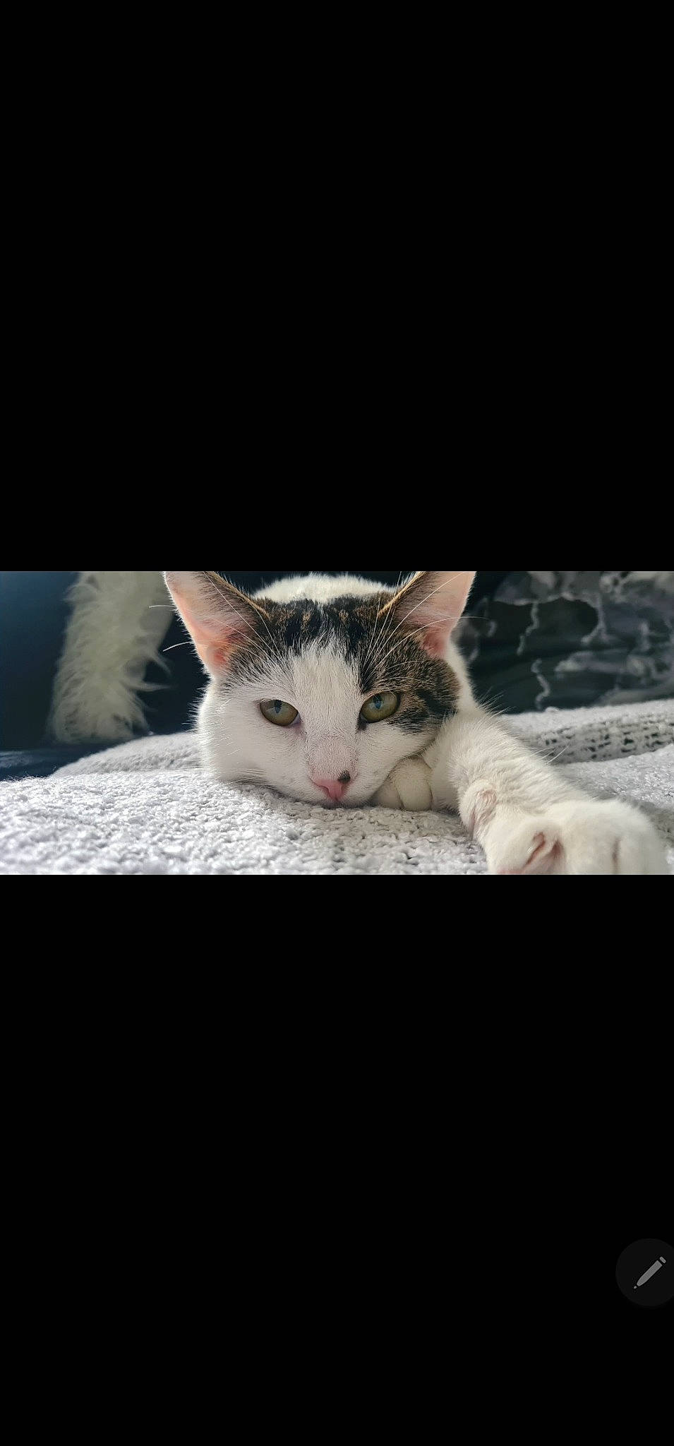 Zazzles joined the competition — help win amazing prizes! carnivore, cat, claw, comfort, darkness, domestic_short_haired_cat, ear, felidae, fur, linens, paw, photo_caption, small_to_medium_sized_cats, snout, tail, whiskers