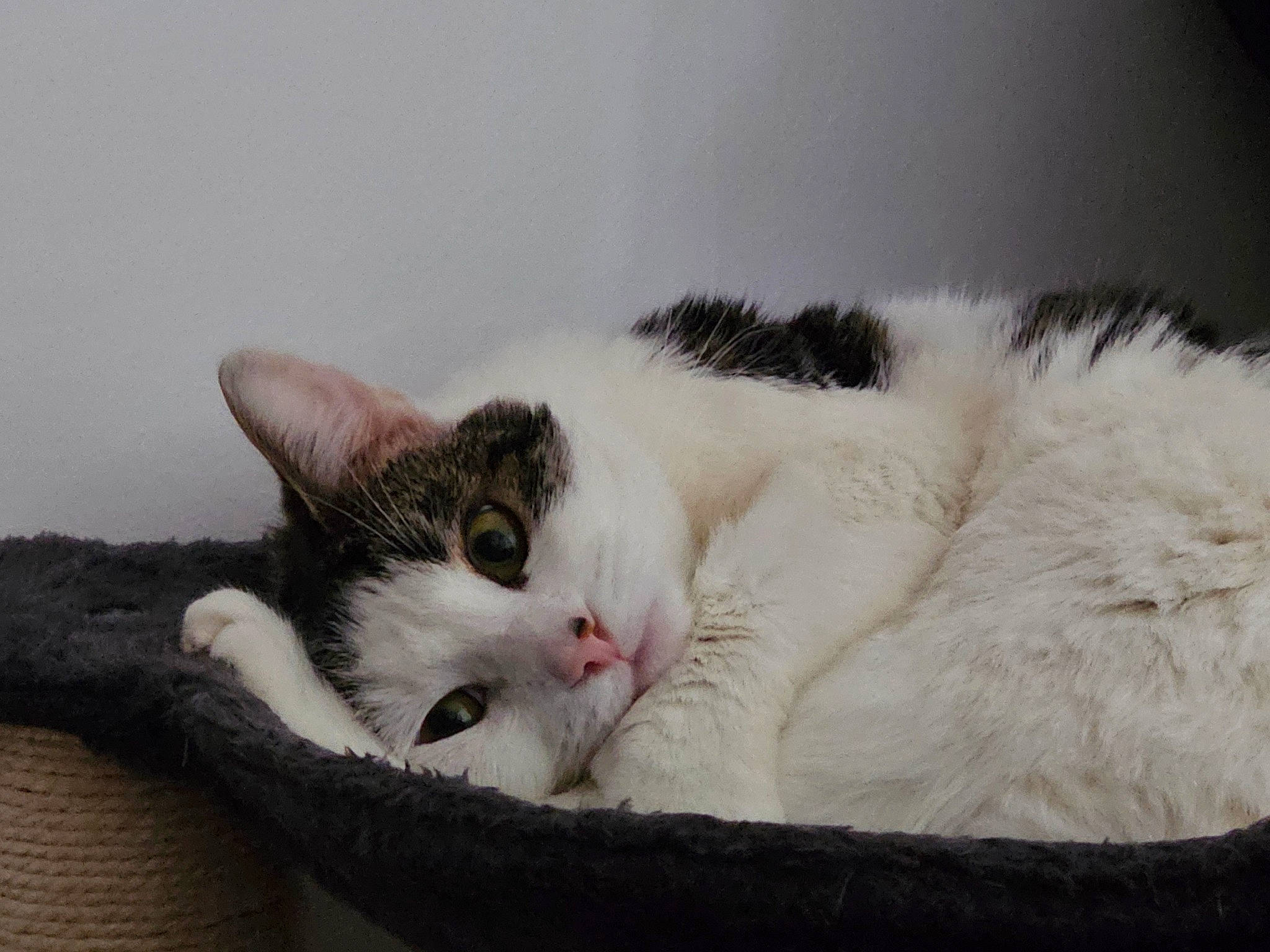 Zazzles is registered to the contest to win money with this photo: carnivore, cat, cat_bed, cat_supply, claw, comfort, domestic_short_haired_cat, felidae, fur, nap, paw, sitting, sleep, small_to_medium_sized_cats, snout, tail, whiskers