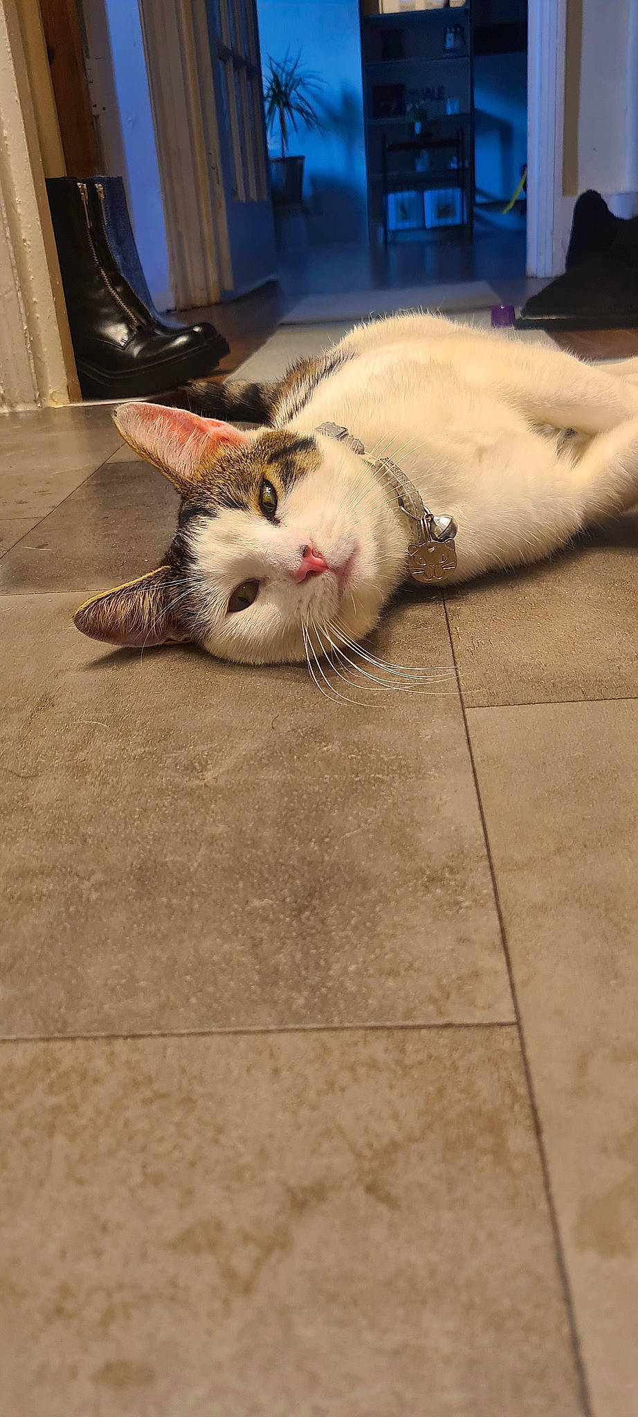 Zazzles joined the competition — help win amazing prizes! carnivore, cat, comfort, domestic_short_haired_cat, fawn, felidae, floor, flooring, foot, fur, human_leg, leg, paw, small_to_medium_sized_cats, snout, tail, tile_flooring, vertebrate, whiskers, wood