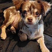 Peanuts participe au concours pour gagner de l'argent avec cette photo : dog, chihuahua, pet, fur, eyes, nose, portrait, indoor, blanket, relaxed, cute, small_dog, paws, ears, whiskers, looking_at_camera, close_up, brown_and_white, cozy, sitting