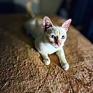 Unitsi is registered to the contest to win money with this photo: cat, blue_eyes, cream_colored, lying_down, indoor, texture, brown_surface, close_up, pet, feline, domestic_animal, portrait, soft_light, focused, whiskers, ears, tail, animal, cute, relaxed