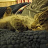 Itta Baby is registered to the contest to win money with this photo: animal, bedroom, blanket, cat, closeup, comfort, cozy, domestic, fur, furry, indoor, nap, paws, pet, relaxing, resting, sleeping, striped, texture, warm