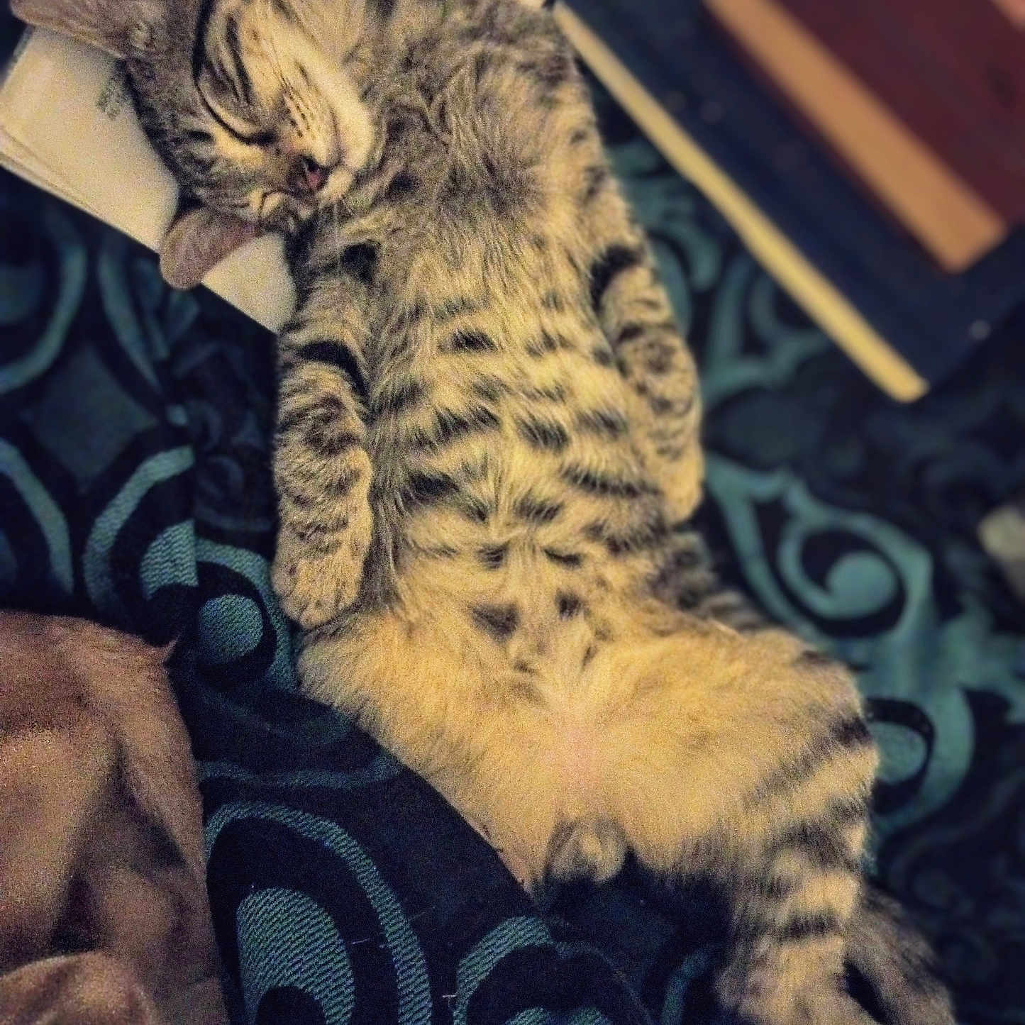 Itta Baby is registered to the contest to win money with this photo: animal, book, cat, comfort, cozy, cute, domestic_cat, feline, fur, indoor, nap, patterned_blanket, pet, pillow, relaxed, resting, sleeping, soft, tabby, whiskers
