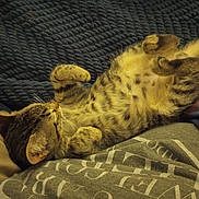 Itta Baby joined the competition — help win amazing prizes! animal, blanket, cat, cozy, cute, domestic_animal, fur, furry, indoor, kitten, lying_down, paws, pet, pillow, relaxed, resting, sleeping, striped, tabby, whiskers