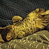 animal, blanket, cat, cozy, cute, domestic_animal, fur, furry, indoor, kitten, lying_down, paws, pet, pillow, relaxed, resting, sleeping, striped, tabby, whiskers