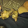 Itta Baby joined the competition — help win amazing prizes! arm, blanket, blue_blanket, cat, cozy, cute, domestic_animal, feline, gray_tshirt, indoor, kitten, nap, person, pet, pillow, relaxed, resting, sleeping, striped_cat, text_on_tshirt