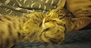Itta Baby joined the competition — help win amazing prizes! animal, bed, blanket, cat, closeup, comfort, cozy, cute, feline, fur, indoor, pet, pillow, relaxed, resting, sleeping, soft, striped, tabby, warm