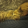 animal, bed, blanket, cat, closeup, comfort, cozy, cute, feline, fur, indoor, pet, pillow, relaxed, resting, sleeping, soft, striped, tabby, warm
