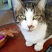 Clyde is registered to the contest to win money with this photo: animal, cat, chair, close_up, curious, domestic_animal, ears, face, furniture, green_eyes, household, indoor, living_room, paws, pet, tabby_cat, table, whiskers, white_cat, wooden_table