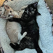 Octopus And Skully joined the competition — help win amazing prizes! animal, cat, cozy, cute, dark_fur, ears, feline, fur, indoor, kitten, light_fur, looking_at_camera, pet_bed, playful, resting, snuggling, tail, tortoiseshell, two_cats, whiskers