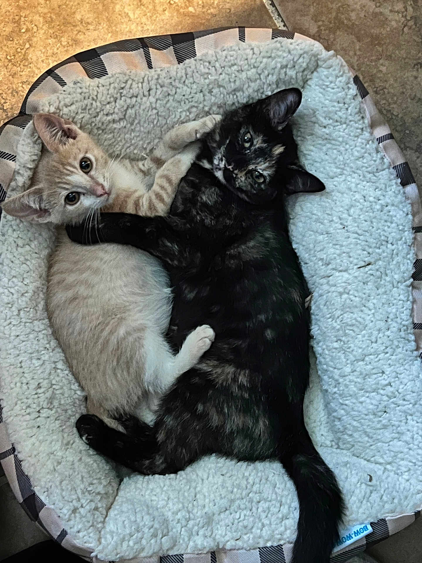 Octopus And Skully joined the competition — help win amazing prizes! animal, cat, cozy, cute, dark_fur, ears, feline, fur, indoor, kitten, light_fur, looking_at_camera, pet_bed, playful, resting, snuggling, tail, tortoiseshell, two_cats, whiskers