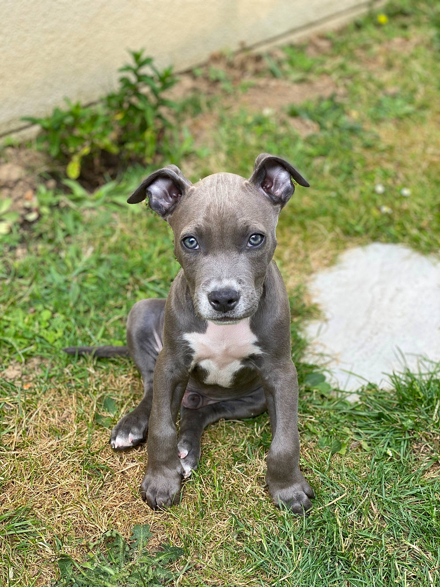 Kiba participe au concours pour gagner de l'argent avec cette photo : art, canidae, carnivore, collar, companion_dog, dog, dog_breed, dog_collar, grass, groundcover, hunting_dog, non_sporting_group, plant, puppy, terrestrial_animal, terrier, whiskers, working_animal, working_dog