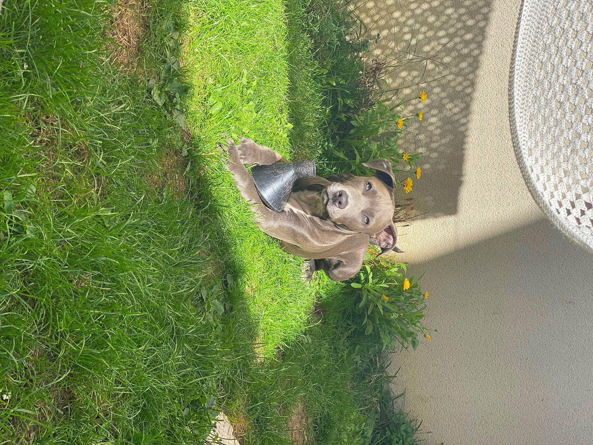 Kiba participe au concours pour gagner de l'argent avec cette photo : art, circle, fawn, flower, garden, grass, grass_family, groundcover, herb, landscape, lawn, lawn_ornament, mesh, plant, poales, reptile, sculpture, shrub, tail, tree