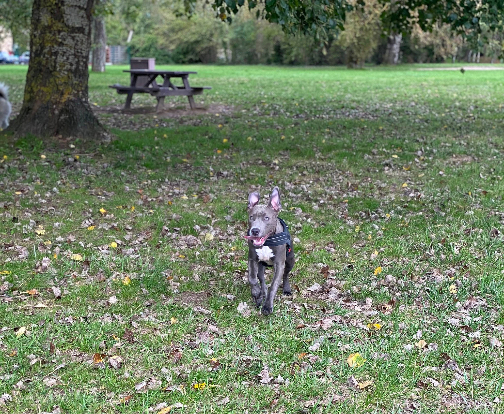 Kiba a rejoint le concours — aidez-le/la à gagner de superbes lots ! biome, carnivore, companion_dog, dog, dog_breed, fawn, grass, grass_family, grassland, green, groundcover, lawn, leaf, meadow, outdoor_bench, outdoor_furniture, plant, shrub, tree, woody_plant