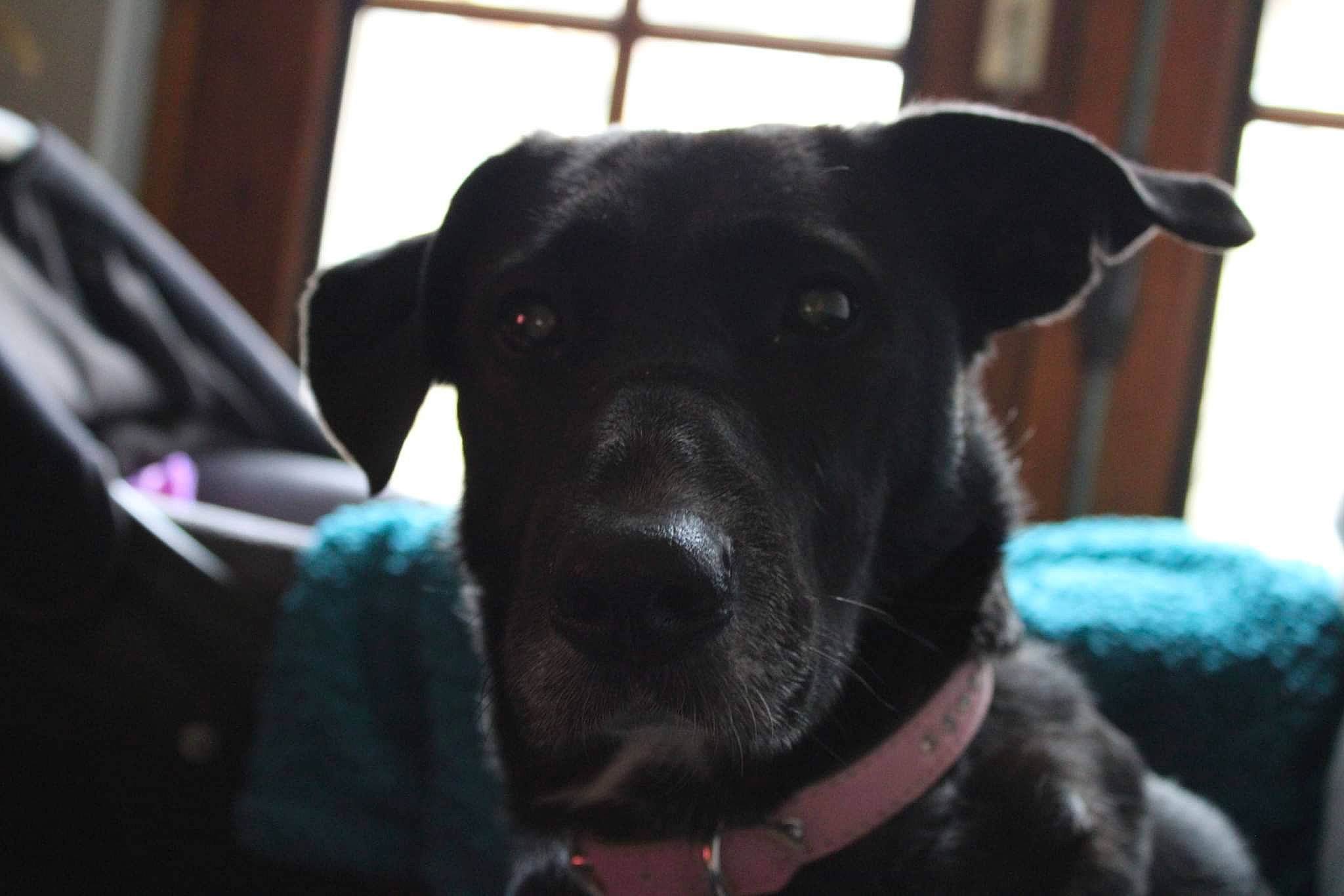 Princesse a rejoint le concours — aidez-le/la à gagner de superbes lots ! borador, canidae, carnivore, collar, comfort, companion_dog, dog, dog_breed, dog_collar, ear, eye, fawn, fur, guard_dog, pet_supply, snout, sporting_group, whiskers, window, working_animal