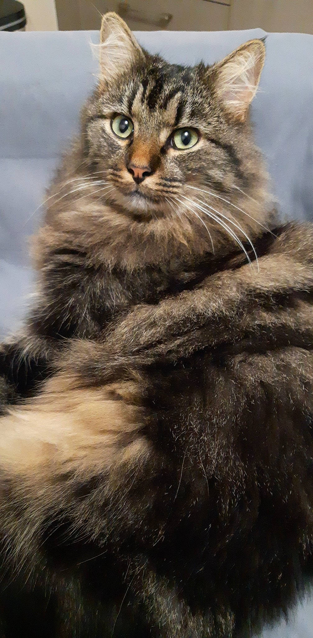 Rougail a rejoint le concours — aidez-le/la à gagner de superbes lots ! british_longhair, carnivore, cat, close_up, eye, felidae, fur, grey, hair, head, iris, monochrome, monochrome_photography, natural_material, small_to_medium_sized_cats, snout, terrestrial_animal, tree, whiskers, wildlife