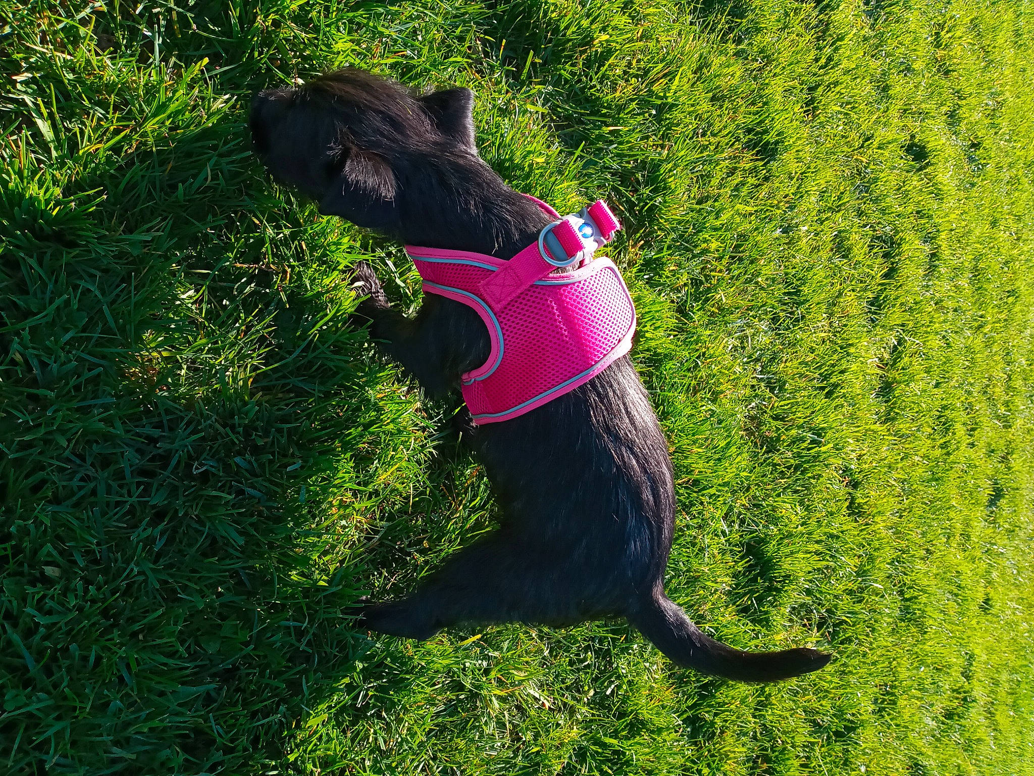Peggy is registered to the contest to win money with this photo: carnivore, collar, companion_dog, dog, dog_breed, dog_collar, dog_supply, fawn, grass, grass_family, groundcover, lawn, leash, people_in_nature, pet_supply, plant, shrub, sunlight, tail, working_animal