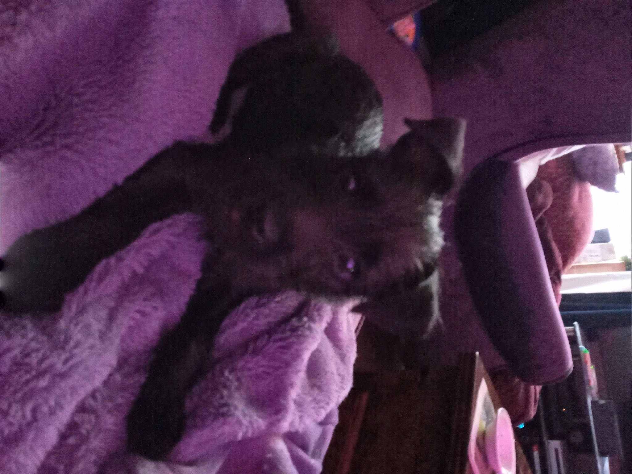 Peggy is registered to the contest to win money with this photo: canidae, carnivore, comfort, companion_dog, dog, dog_breed, ear, fawn, felidae, fur, magenta, mammal, purple, small_to_medium_sized_cats, sporting_group, toy_dog, vertebrate, violet, whiskers, working_animal