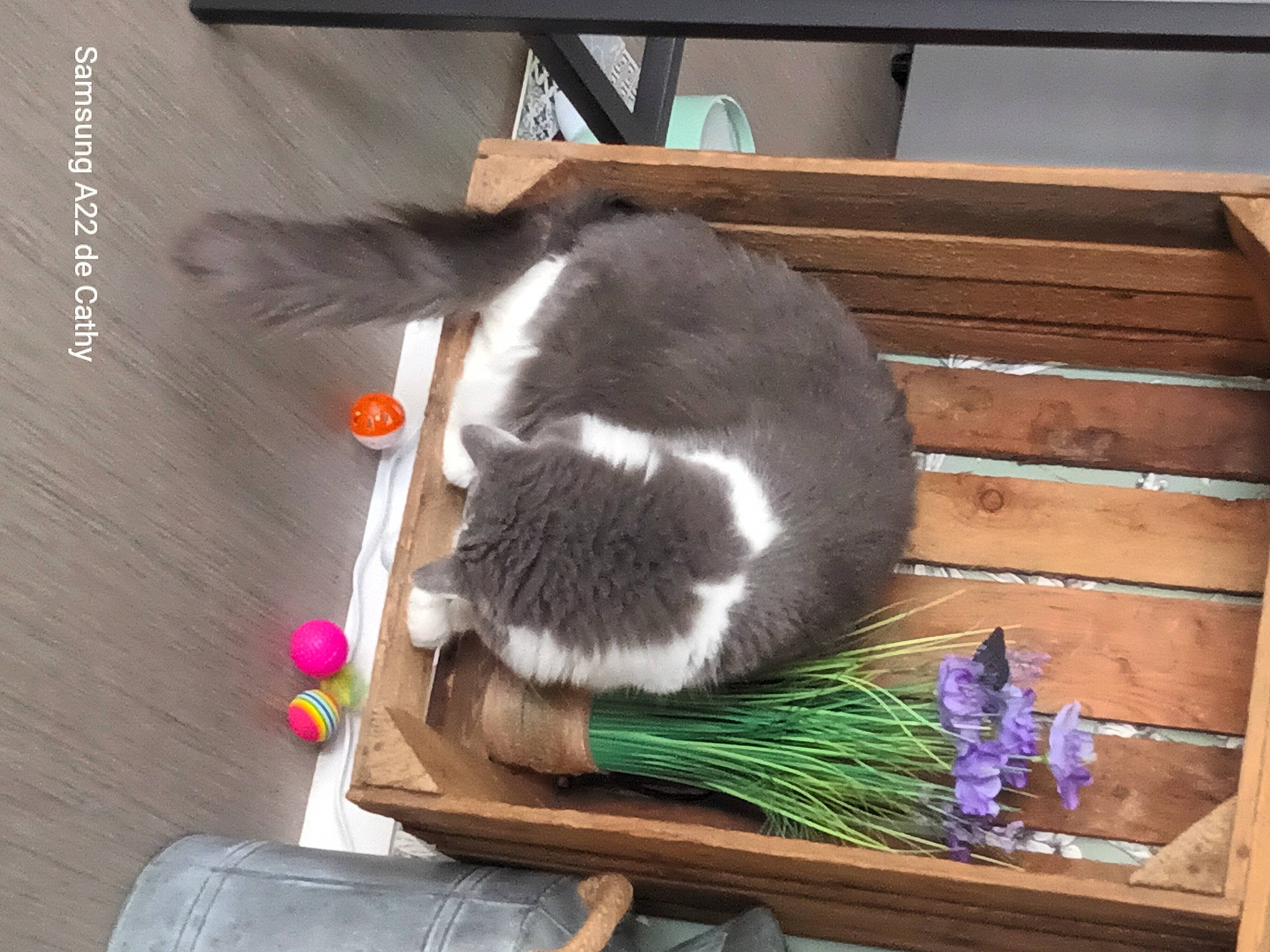 Prune participe au concours pour gagner de l'argent avec cette photo : carnivore, cat, cat_supply, domestic_short_haired_cat, felidae, fur, grass, hardwood, herb, natural_material, plant, small_to_medium_sized_cats, tail, vegetable, whiskers, wood, wood_stain