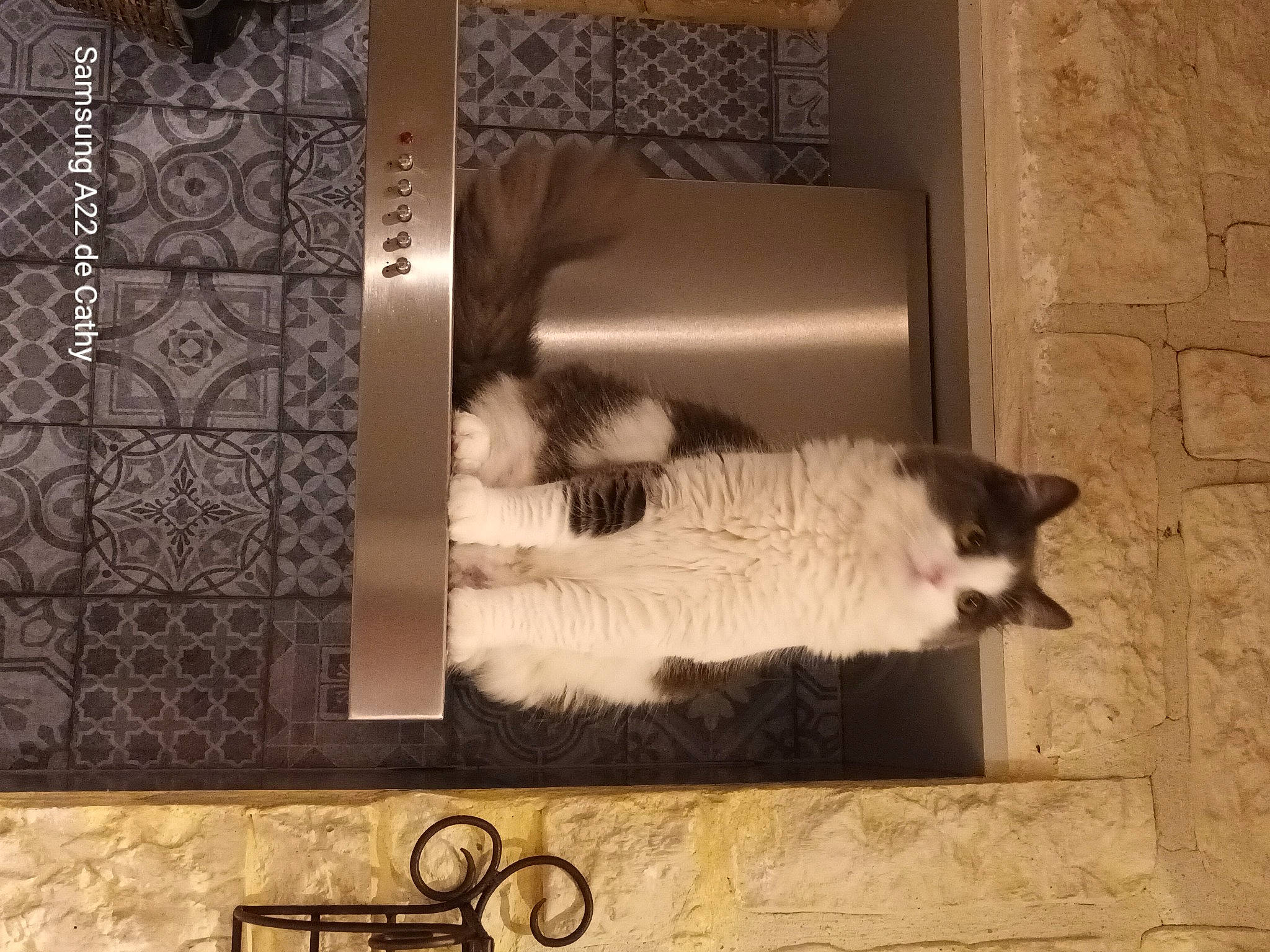 Prune a rejoint le concours — aidez-le/la à gagner de superbes lots ! art, brown, carnivore, cat, door, felidae, flooring, fur, grey, hardwood, house, rectangle, small_to_medium_sized_cats, tail, textile, tints_and_shades, wall, whiskers, window, wood